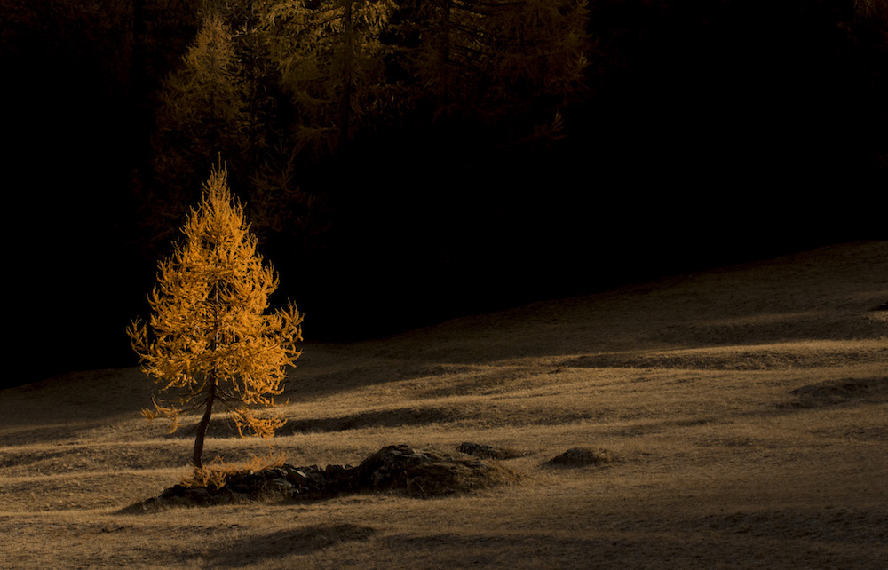 le-piu-belle-foreste-ditalia-ecco-i-vincitori-del-concorso-fotografico-pefc