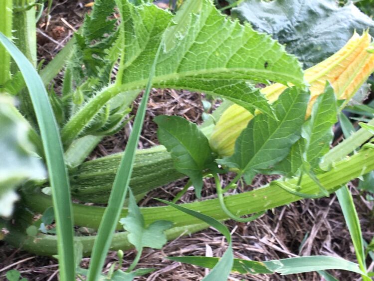 ortofrutta-estiva-come-stanno-andando-le-varie-produzioni