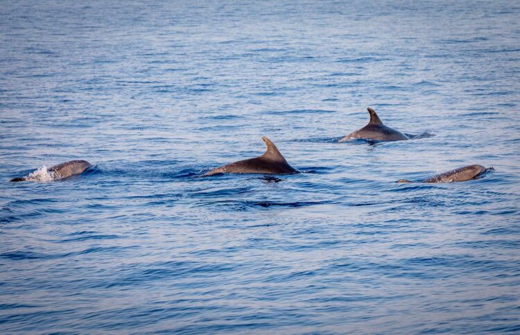 conclusa-la-spedizione-difendiamo-il-mare-di-greenpeace