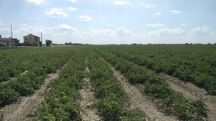 ambiente-scarti-degli-allevamenti-contro-la-desertificazione