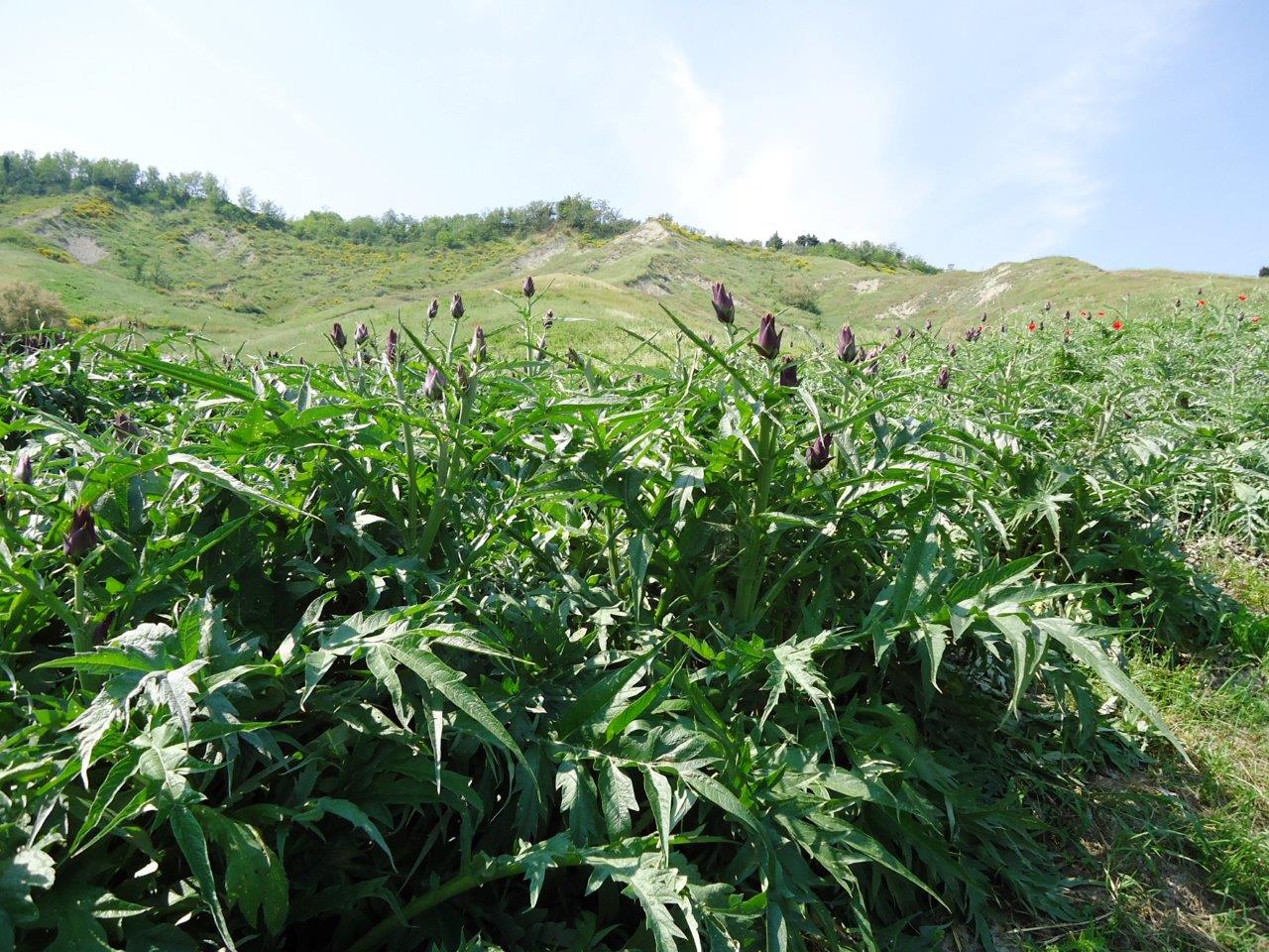 un-maggio-da-gustare-con-il-carciofo-moretto-di-brisighella