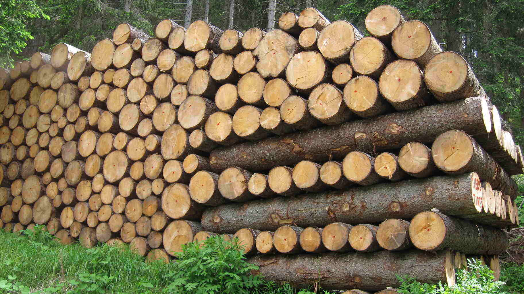 lotta-al-commercio-illegale-di-legno-fronte-comune-tra-conlegno-e-mipaaf