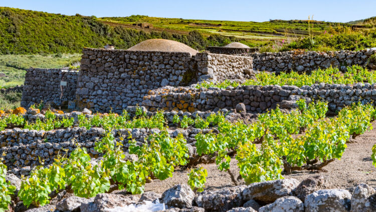 la-vite-ad-alberello-di-Pantelleria-convegno-per-salvarla