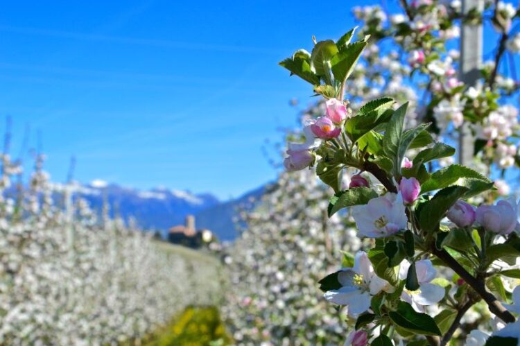 la-primavera-in-val-di-non