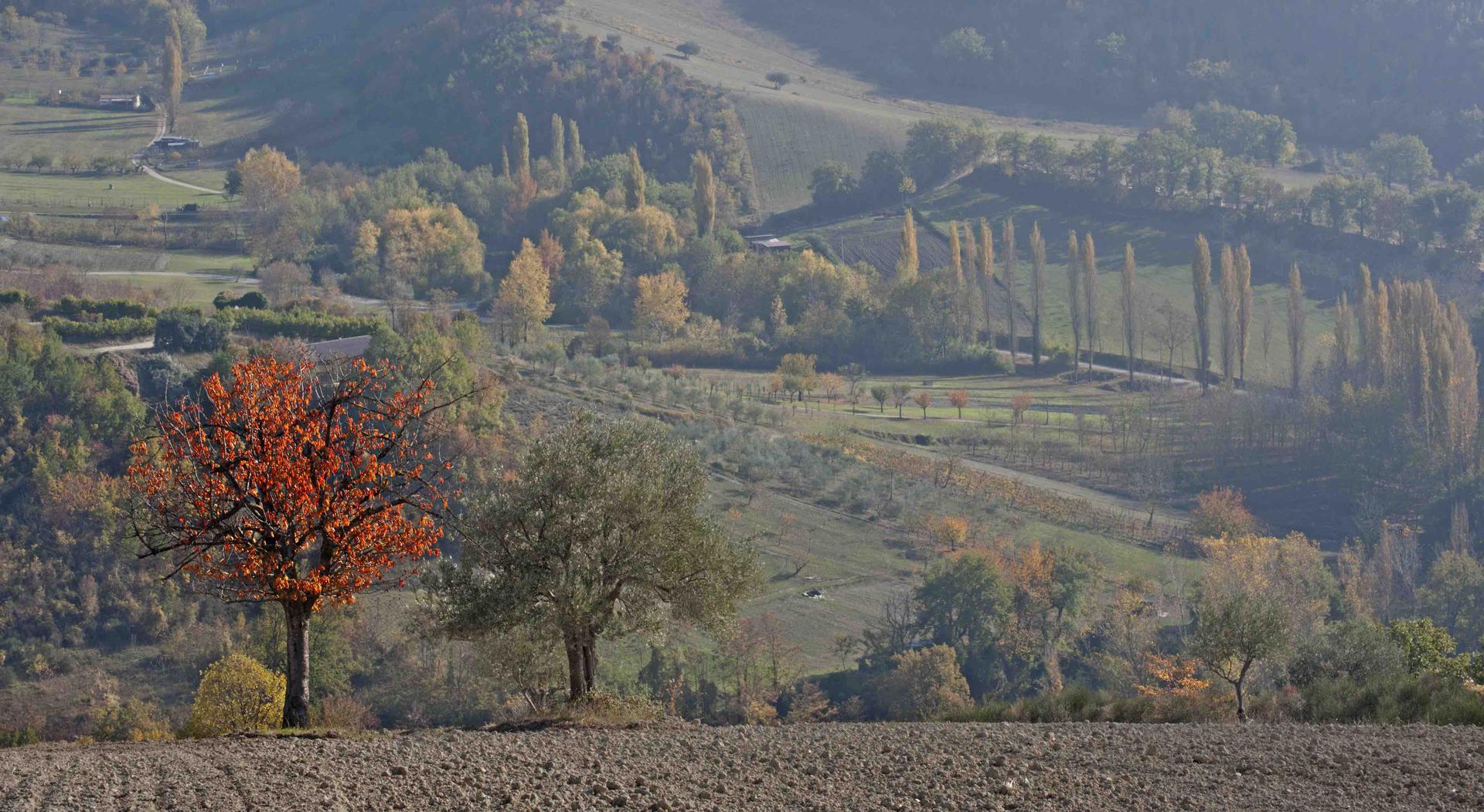 autunno-il-foliage-nelle-marche