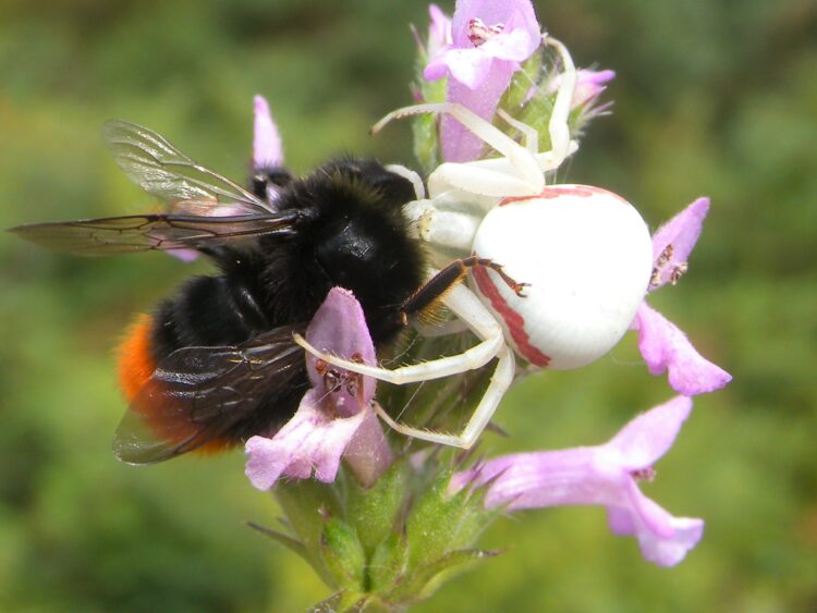 i-ragni-granchio-inaspettate-sentinelle-della-biodiversita