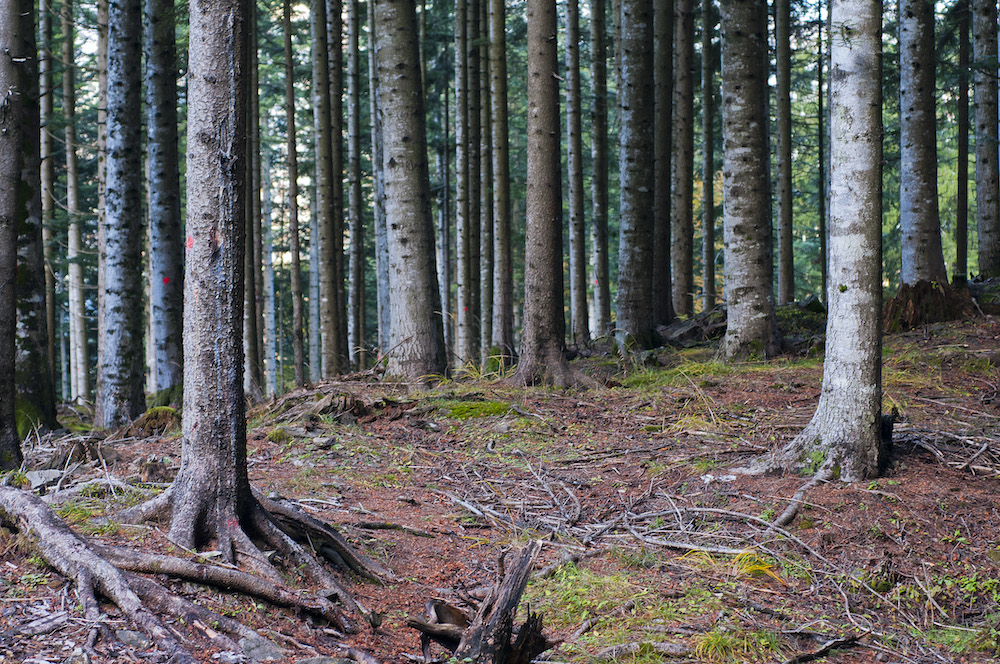 rapporto-pefc-aumentano-foreste-gestite-in-modo-sostenibile-in-italia