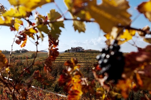 merano-wine-festival-il-friuli-venezia-giulia-e-la-regione-piu-premiata-per-la-sezione-dei-vini-bianchi