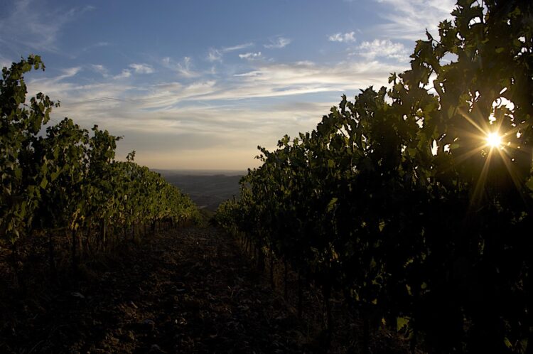 al-via-le-degustazioni-durante-le-anteprime-toscane