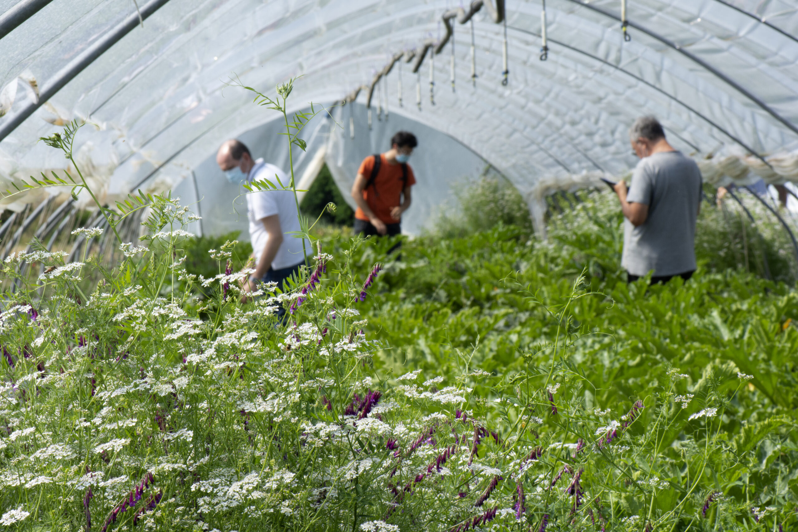 ortoambiente-al-via-il-nuovo-progetto-di-ricerca-per-la-difesa-agroecologica-avanzata