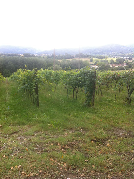 agricoltura-italiana-sempre-piu-donnalagricotlura