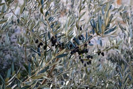 agricoltura-e-migrazione-per-loro-di-oliva