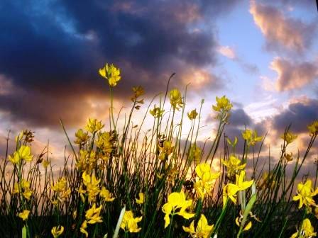 agricoltura-tra-sostenibilita-e-cambiamento-climatico