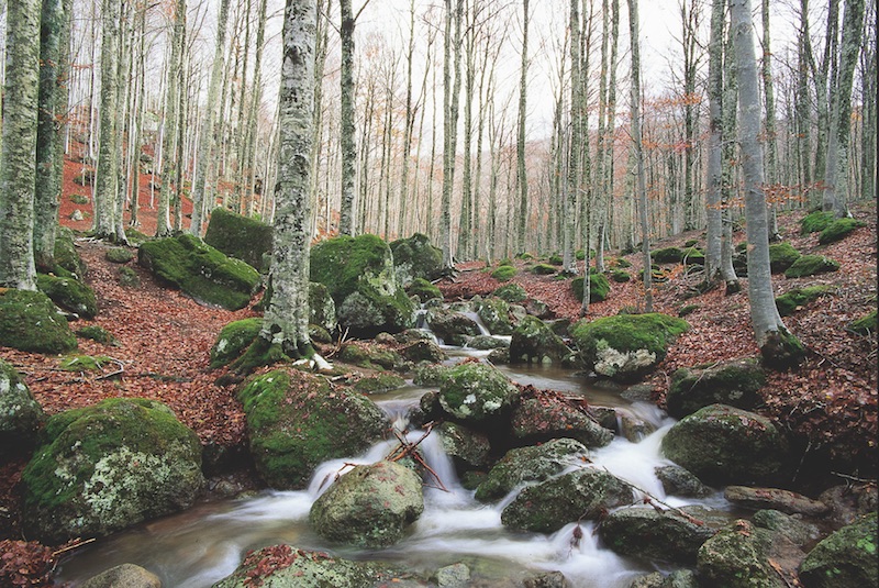 rapporto-pefc-81901706-ettari-di-foreste-in-italia-sono-gestiti-in-modo-sostenibile