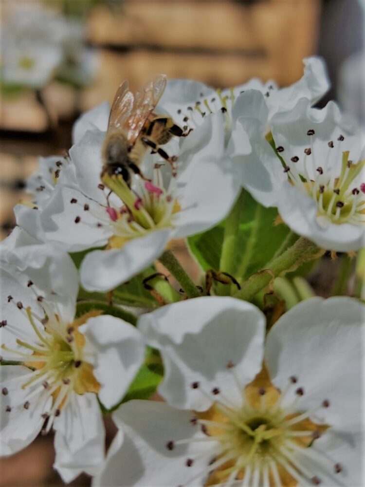 biodiversita-la-relazione-della-commissione-sui-progressi-compiuti-dallue-per-proteggere-gli-impollinatori