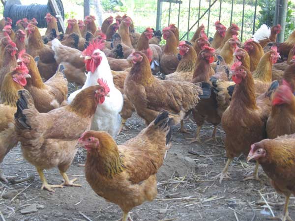 antibiotici-la-questione-della-carne-avicola