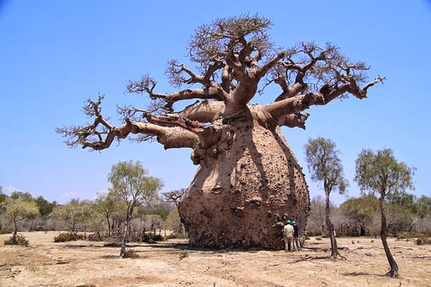 africa-il-baobab-sta-morendo