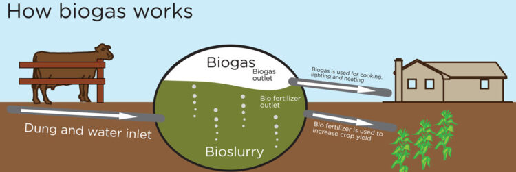 on-line-il-rapporto-del-gse-sulle-bioenergie