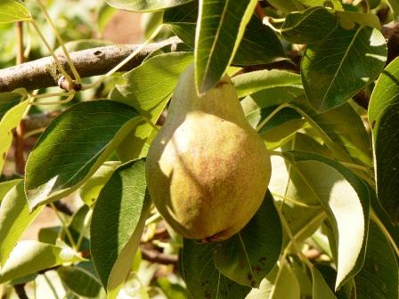 biologico-crescono-i-consumi-e-lapprezzamento-degli-italiani