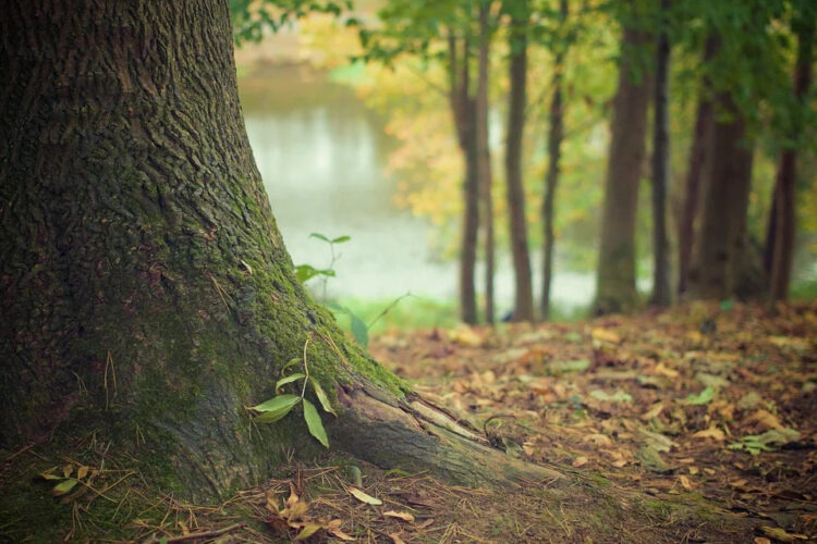 la-giornata-internazionale-delle-foreste-i-progetti-del-crea