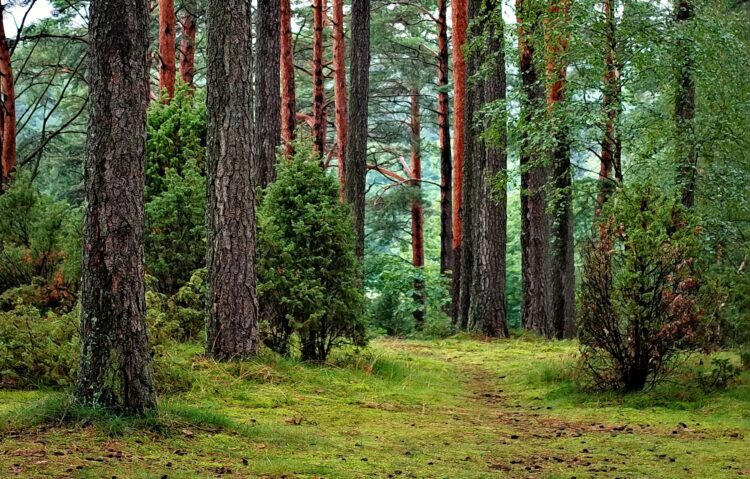 legno-materiale-da-costruzione-nel-rispetto-dellambiente