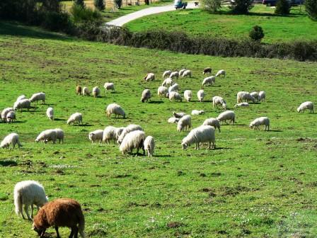 Censimento Istat: emerge un'agricoltura più debole