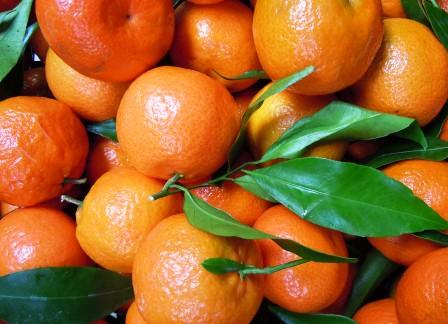 calabria-produttori-di-clementine-non-soddisfatti-del-prezzo