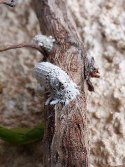 cocciniglia-asiatica-nuovo-pericolo-per-la-vite