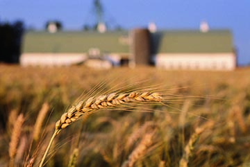 grano-duro-e-mais-filiere-a-confronto-per-lanalisi-compag