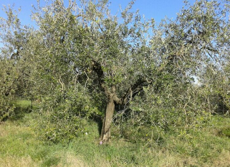 olio-doliva-sempre-piu-padrone-del-mercato