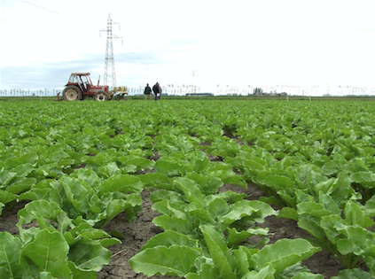 bieticoltori-stanziati-125-milioni-in-emilia---romagna