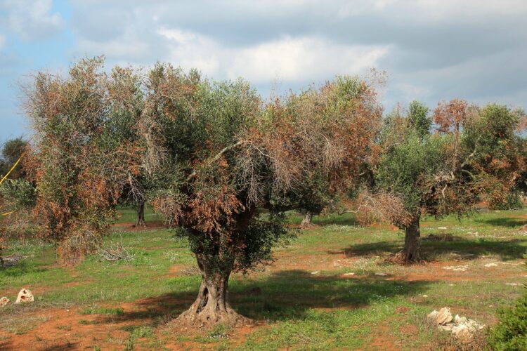 xylella-in-attesa-della-pronuncia-della-corte-di-giustizia-europea