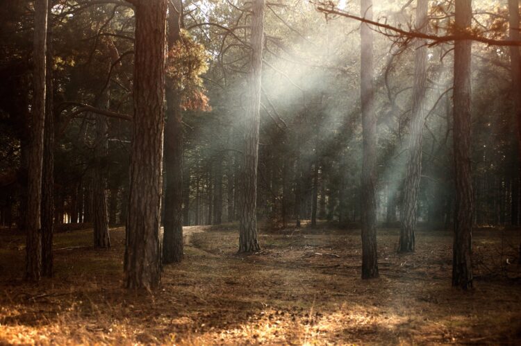 rapporto-pefc-881068-ettari-di-foreste-in-italia-sono-gestiti-in-modo-sostenibile