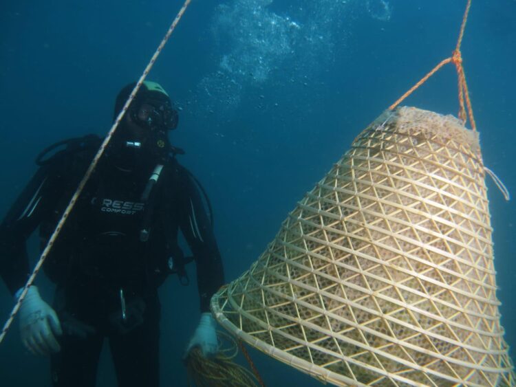 elba-uva-in-immersione-con-il-metodo-degli-antichi-greci-di-chio