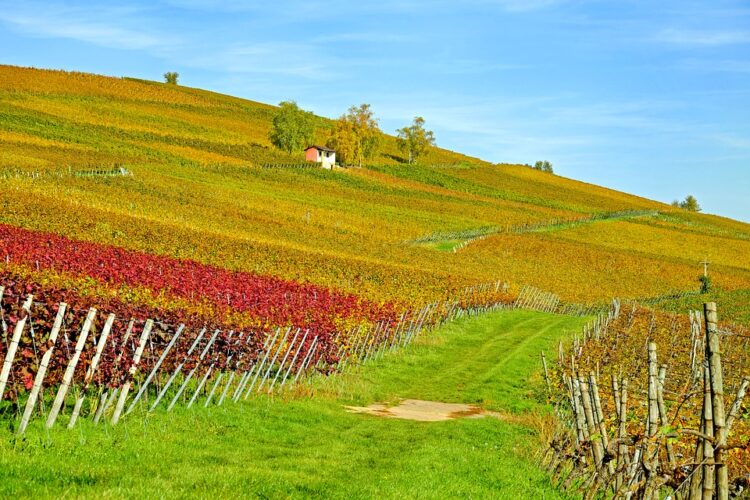 agricoltura-in-arrivo-500-milioni-per-le-filiere