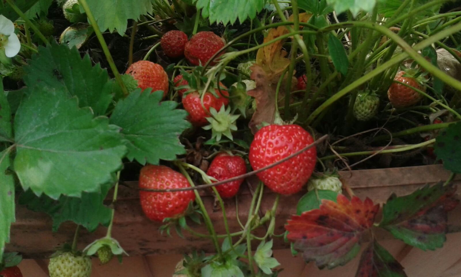 assicurazioni-agricole-il-calendario-dei-rimborsi