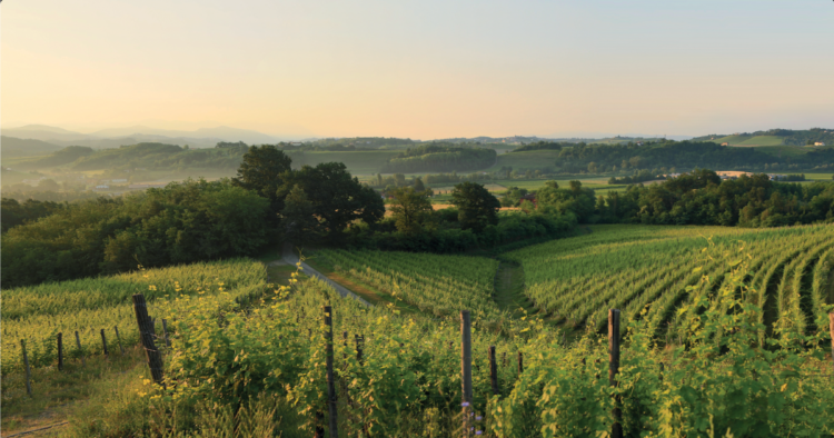 enjoy-prepotto-la-nuova-frontiera-dellenoturismo-tra-le-dolci-colline-dello-schioppettino