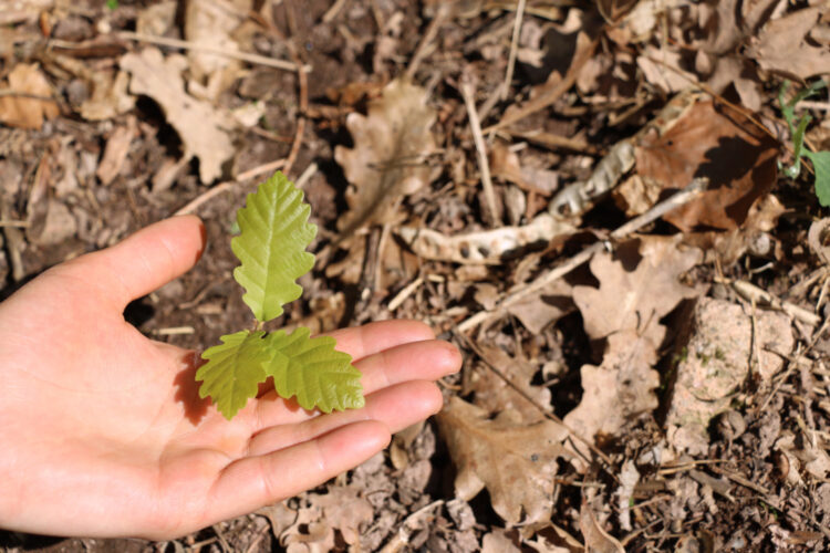 22-aprile-earth-day-investire-nei-boschi-per-salvare-il-pianeta