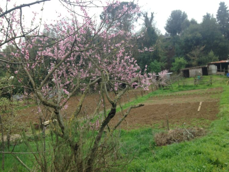 alberi-protagonisti-della-giornata-della-terra-2016