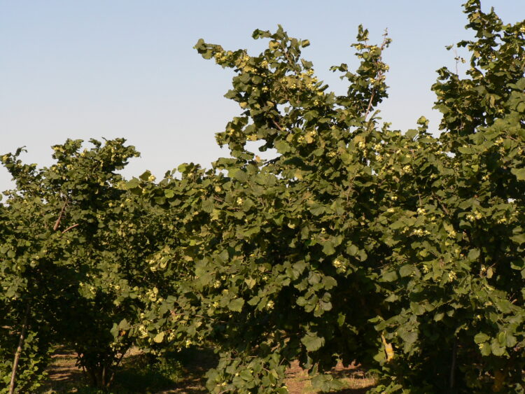 nocciole-produzione-in-crescita-prezzi-non-stabili