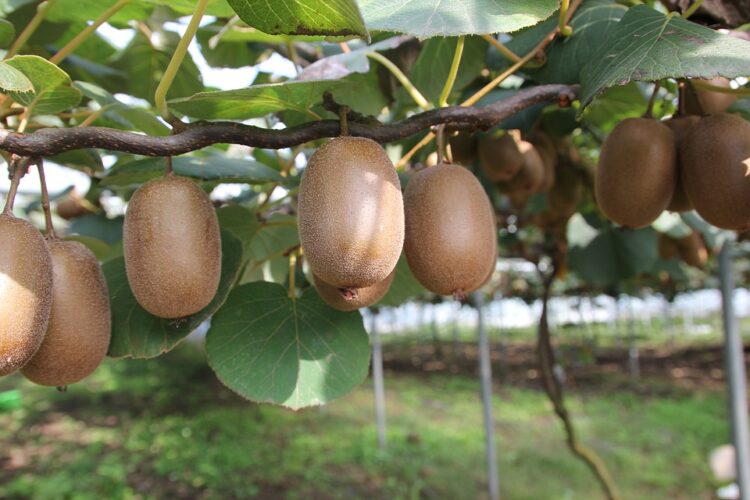 kiwi-produzione-e-volumi-in-calo