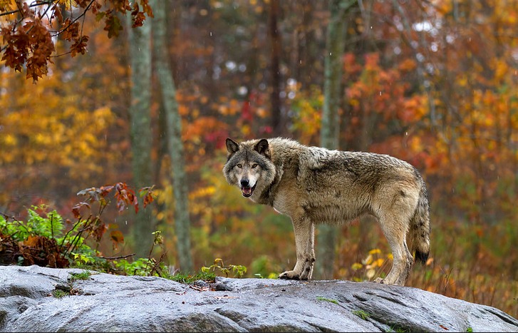 wwf-giornata-della-biodiversita-gia-dimenticata