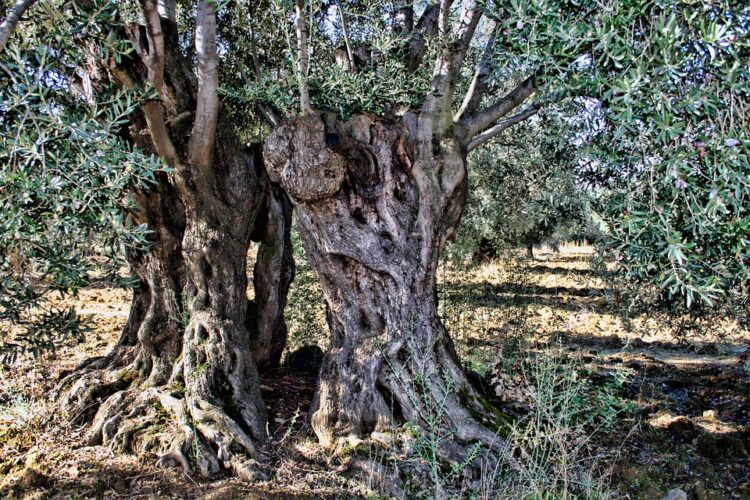 ismea-moratoria-mutui-per-imprese-colpite-da-xylella