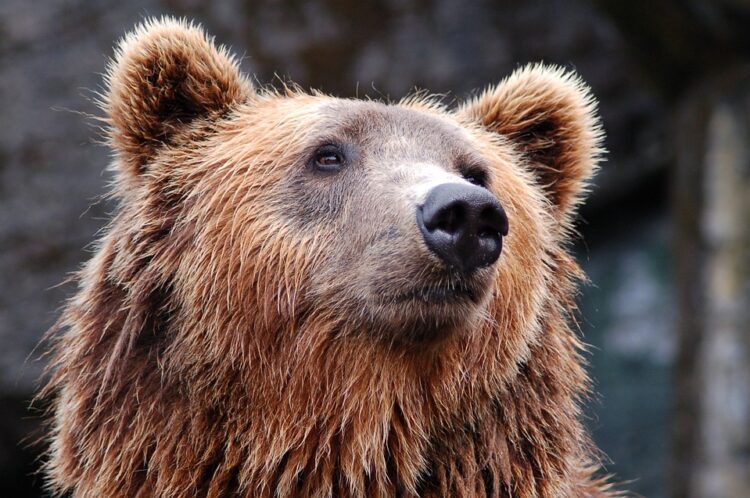 orso-marsicano-icona-che-vale-9-milioni