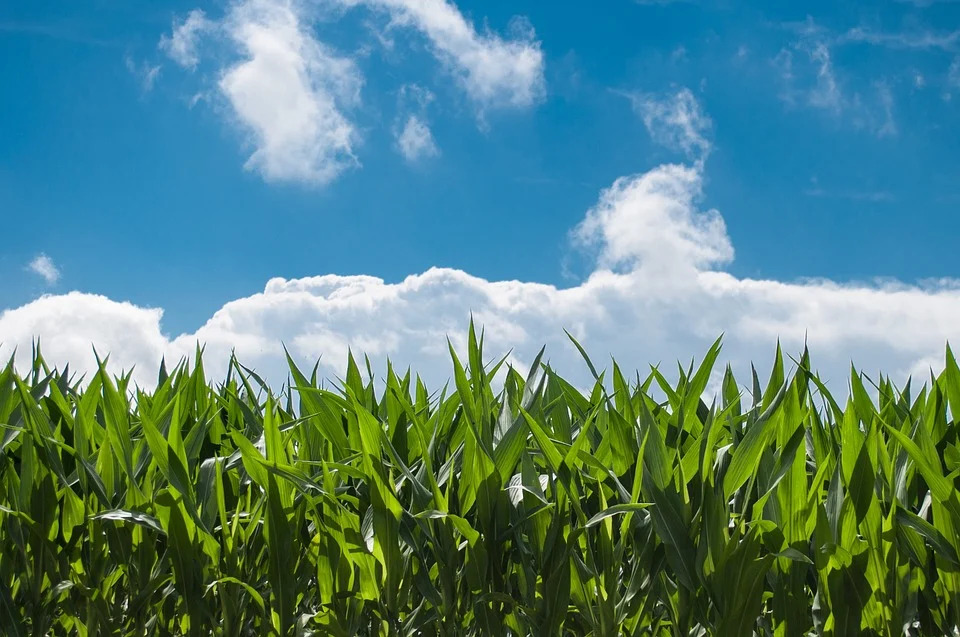 nasce-piu-impresa-per-aziende-agricole-condotte-da-giovani