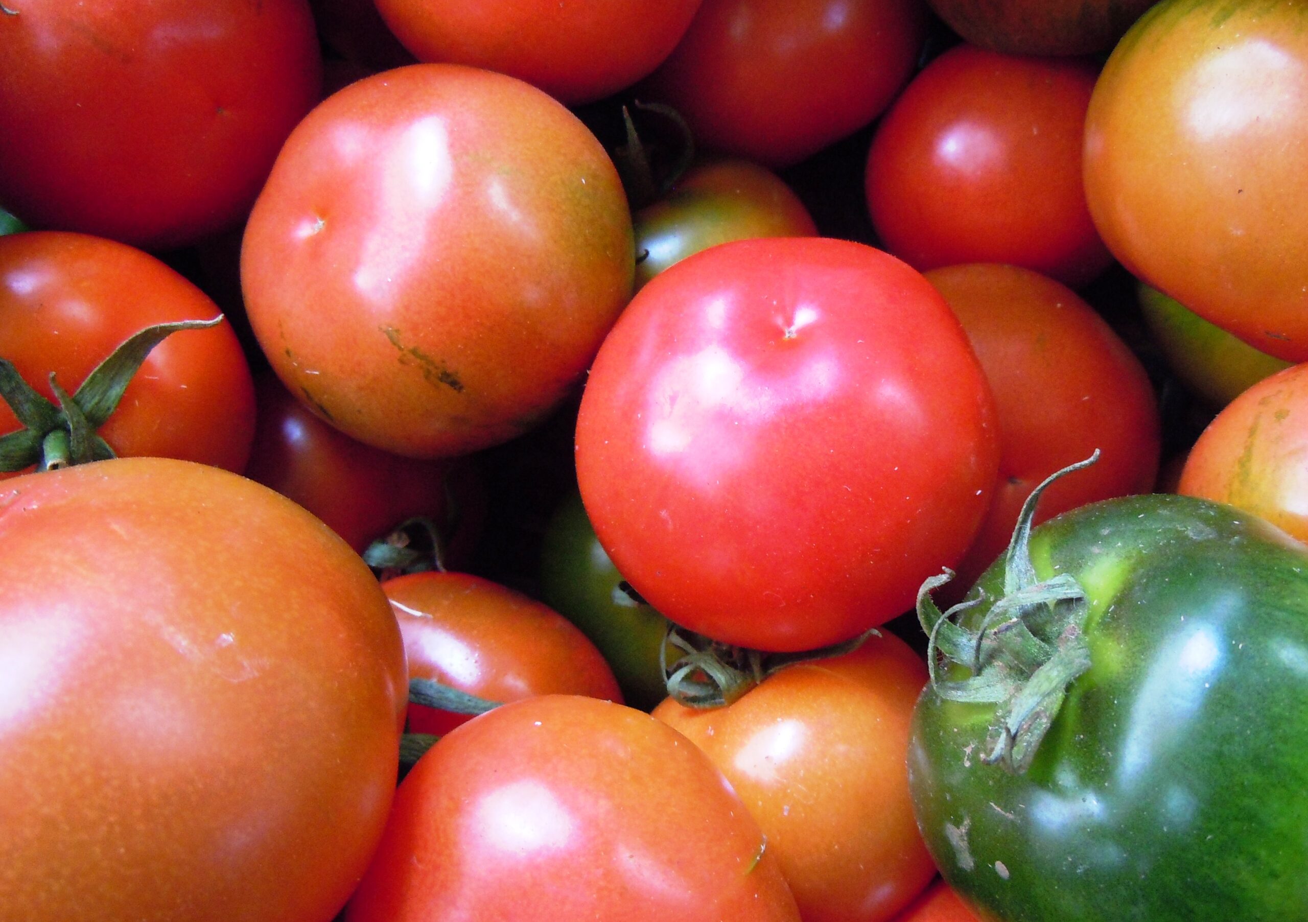 pomodoro-italia-secondo-produttore-mondiale