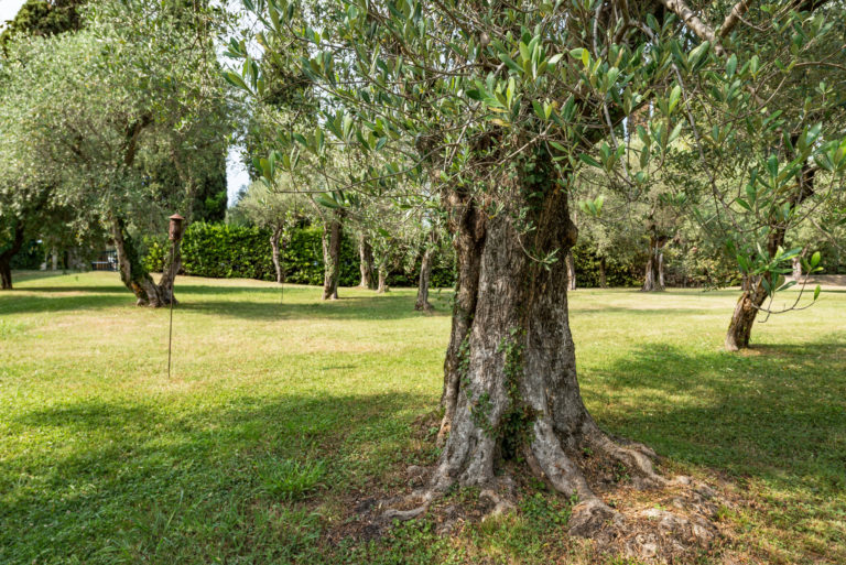 premio-giorgio-bargioni-limportanza-della-potatura-dellulivo