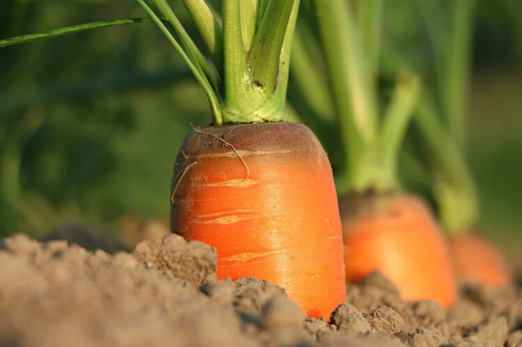 pratiche-sleali-in-agricoltura-online-la-possibilita-di-denuncia