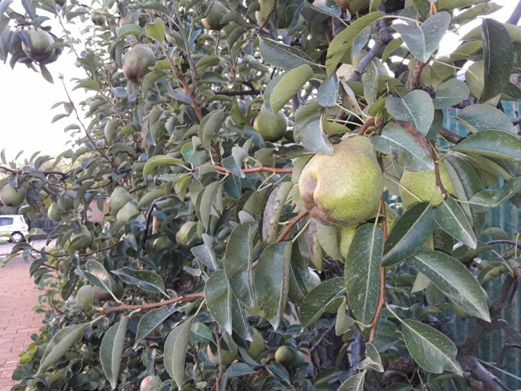 prezzi-agricoli-rilento-nel-mese-di-gennaio