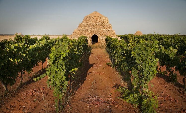 degustazioni-dop-tra-i-sentieri-del-primitivo-di-manduria